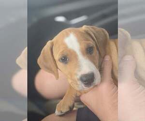 Beagle-Unknown Mix Dogs for adoption in Sanford, FL, USA
