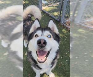 Siberian Husky Dogs for adoption in Downey, CA, USA