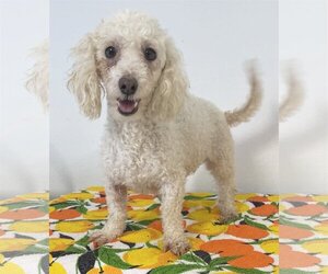 Poochon Dogs for adoption in Phoenix , AZ, USA