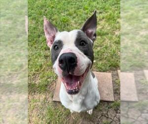 American Pit Bull Terrier-Unknown Mix Dogs for adoption in Plano, TX, USA