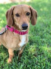 Dachshund-Unknown Mix Dogs for adoption in Bradenton, FL, USA
