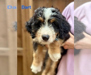 Bernese Mountain Dog Dogs for adoption in Croydon, NH, USA