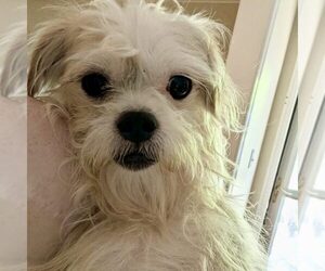 Mutt Dogs for adoption in Spring Lake, NC, USA