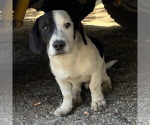 Dachshund-Unknown Mix Dogs for adoption in Canton, CT, USA