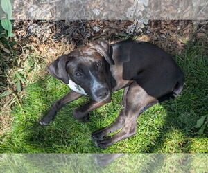 Labrador Retriever-Unknown Mix Dogs for adoption in Aurora, CO, USA