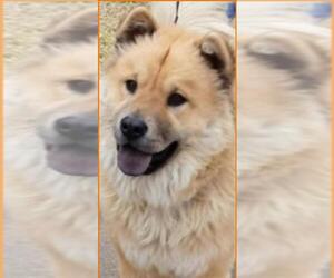 Chow Chow Dogs for adoption in San Antonio, TX, USA
