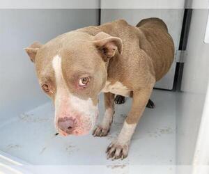 American Pit Bull Terrier Dogs for adoption in Houston, TX, USA