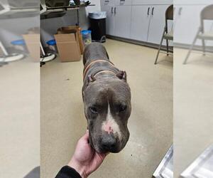 Staffordshire Bull Terrier Dogs for adoption in Easton, MD, USA