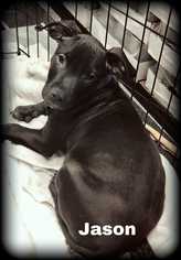 Labrador Retriever-Unknown Mix Dogs for adoption in Lakewood, CO, USA