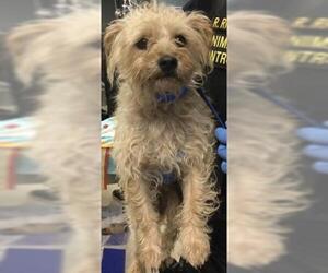 Maltese Dogs for adoption in Riverside, CA, USA