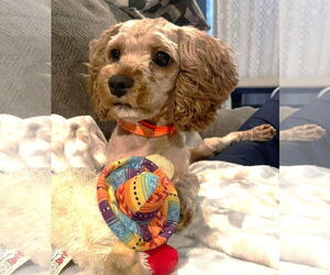 Cavalier King Charles Spaniel-Unknown Mix Dogs for adoption in Westmont, IL, USA