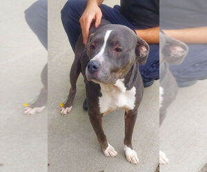 American Pit Bull Terrier Dogs for adoption in Glen Allen, VA, USA