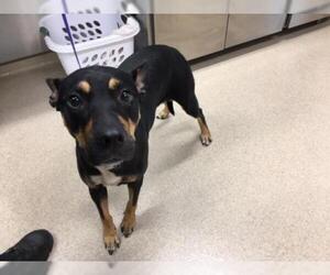 Rotterman Dogs for adoption in Grand Prairie, TX, USA