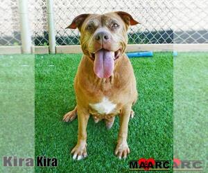 Staffordshire Bull Terrier-Unknown Mix Dogs for adoption in Maryville, TN, USA