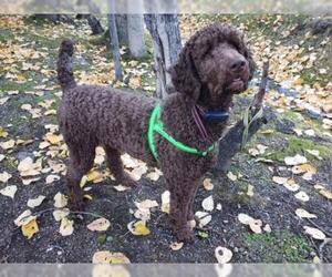 Poodle (Standard) Dogs for adoption in Anchorage, AK, USA