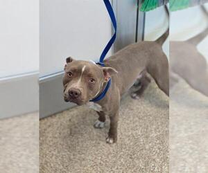 American Pit Bull Terrier Dogs for adoption in Pueblo, CO, USA