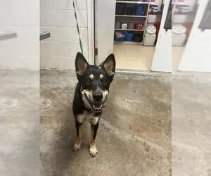 Australian Kelpie Dogs for adoption in San Andreas, CA, USA