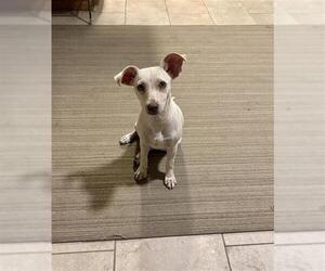 Mutt Dogs for adoption in San Antonio, TX, USA
