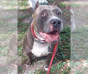 American Staffordshire Terrier Dogs for adoption in Fort Lauderdale, FL, USA