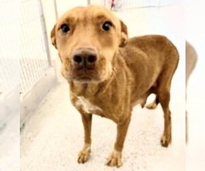 Mutt Dogs for adoption in Houston, TX, USA