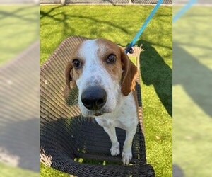 Mutt Dogs for adoption in Hilton Head, SC, USA