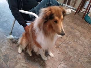 Collie Dogs for adoption in Littleton, CO, USA