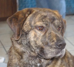 Mastiff-Unknown Mix Dogs for adoption in Longview, WA, USA