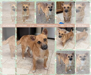 Chihuahua-Unknown Mix Dogs for adoption in Mesa, AZ, USA
