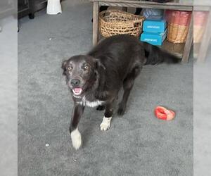 Border Collie Dogs for adoption in Portland, OR, USA