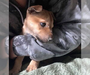 Mutt Dogs for adoption in Dana Point, CA, USA