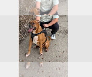 Boxer Dogs for adoption in Austin, TX, USA