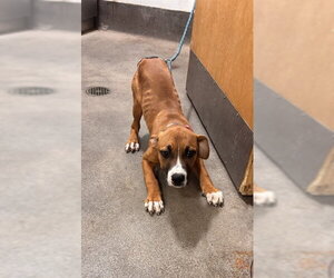 Mutt Dogs for adoption in Forestville, MD, USA