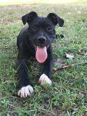 Medium Photo #1 American Pit Bull Terrier-Unknown Mix Puppy For Sale in Boston, MA, USA