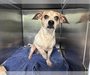 Chihuahua-Unknown Mix Dogs for adoption in Grand Prairie, TX, USA