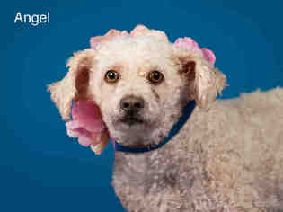 Poodle (Miniature) Dogs for adoption in Santa Fe, NM, USA