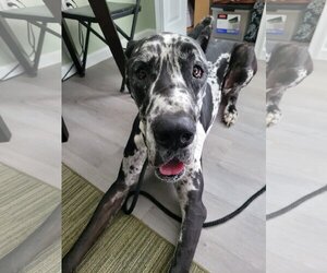 Great Dane Dogs for adoption in Lexington Park, MD, USA