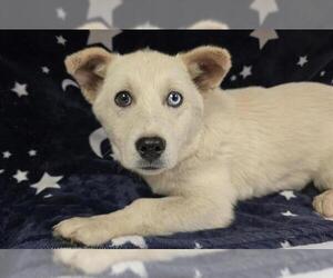 Siberian Husky-Unknown Mix Dogs for adoption in HESPERIA, CA, USA