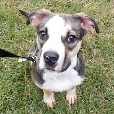 Small Catahoula Leopard Dog Mix