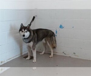 Siberian Husky Dogs for adoption in San Bernardino, CA, USA