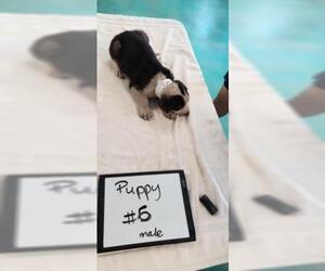 Mastador Dogs for adoption in Guthrie, OK, USA