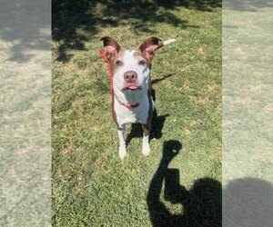 Mutt Dogs for adoption in Evansville, IN, USA