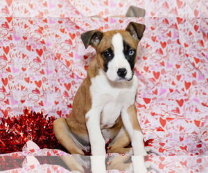 American Pit Bull Terrier-Unknown Mix Dogs for adoption in MIDWAY, UT, USA