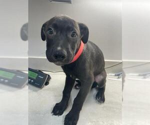 Shepradors Dogs for adoption in Baytown, TX, USA