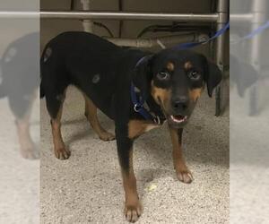 Rottweiler Dogs for adoption in Conroe, TX, USA
