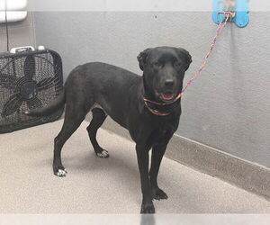 Labrador Retriever-Unknown Mix Dogs for adoption in Las Vegas, NV, USA