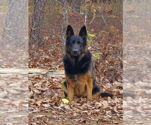 German Shepherd Dog Dogs for adoption in Mt. Airy, MD, USA
