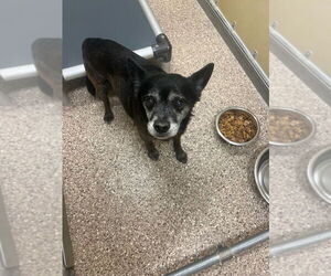 Chihuahua Dogs for adoption in Great Bend, KS, USA