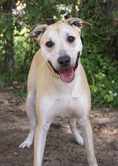 Black Mouth Cur-Labrador Retriever Mix Dogs for adoption in Pensacola, FL, USA