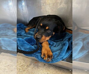 Rottweiler Dogs for adoption in Downey, CA, USA