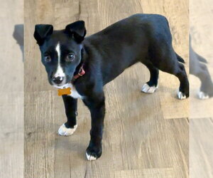 Border Collie-Unknown Mix Dogs for adoption in Genesee, WI, USA